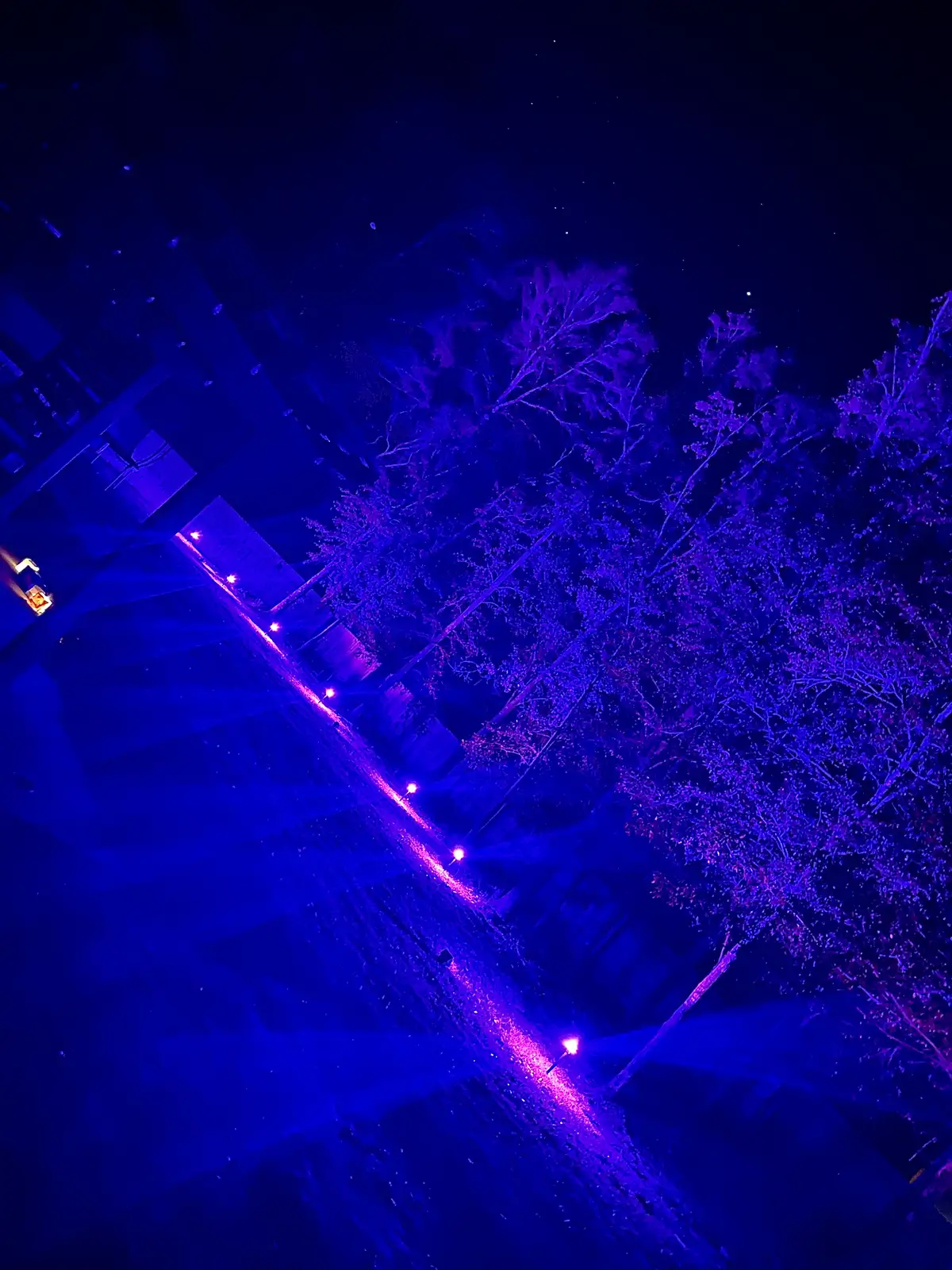 Landscape lighting illuminating garden beds and trees